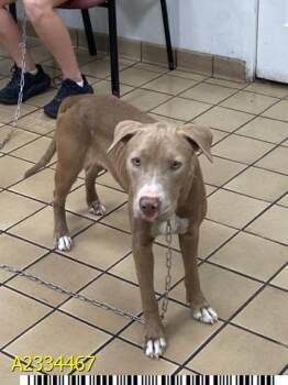 PATAGONIA -  Mixed Breed Dog Available for Adoption in West Palm Beach, Florida - PATAGONIA | PetCurious