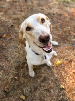 Willow -  Labrador Retriever and Coonhound Dog for Adoption in Olympia, Washington - Willow | PetCurious