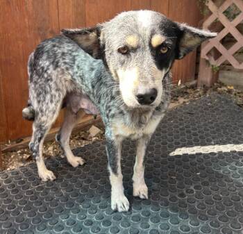 Apple -  Australian Cattle Dog Blue Heeler Dog for Adoption in Huntington, New York - Apple | PetCurious