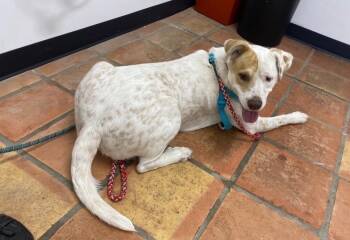 Murdock BL-JC1001-T -  Labrador Retriever and Yellow Labrador Retriever Dog for Adoption in Missouri City, Texas - Murdock BL-JC1001-T | PetCurious