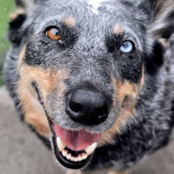Australian Cattle Dog Blue Heeler Dogs Available for Adoption - Blu | PetCurious