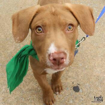 Rescue Labrador Retriever and Terrier Dogs for Adoption in Washington, District Of Columbia - Zack | PetCurious