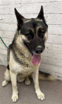 PEPPER JACK -  German Shepherd Dog Dog for Adoption in San Bernardino, California - PEPPER JACK | PetCurious