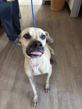 Chicken -  Mixed Breed Dog for Adoption in Metter, Georgia - Chicken | PetCurious
