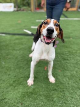 Ford -  Hound Dog for Adoption in Lovingston, Virginia - Ford | PetCurious
