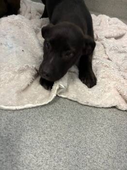 Junebug -  Labrador Retriever Dog for Adoption in Bloomington, Indiana - Junebug | PetCurious