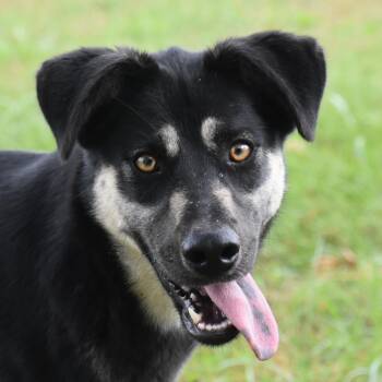 Rescue German Shepherd Dog Dogs for Adoption in Auburn, Nebraska - Winifred | PetCurious