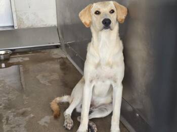 DUCK -  Labrador Retriever Dog for Adoption in San Bernardino, California - DUCK | PetCurious