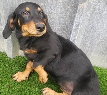 Basset Hound and Dachshund Dogs Available for Adoption - Gretel | PetCurious