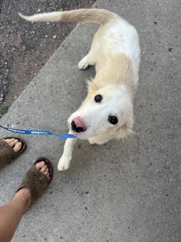Hillie -  Great Pyrenees and Australian Shepherd Dog for Adoption in Fort Collins, Colorado - Hillie | PetCurious