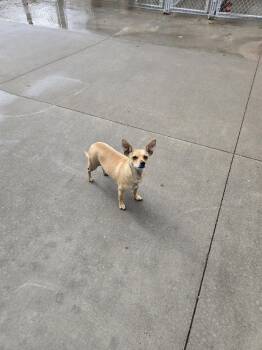 Chihuahua Dogs Available for Adoption in Maquoketa, Iowa - Taco | PetCurious