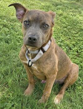 Leo -  Terrier and Mixed Breed Dog for Adoption in San Antonio, Texas - Leo | PetCurious