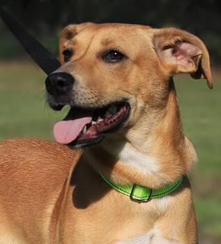 Agnes -  Labrador Retriever and Black Mouth Cur Dog for Adoption in North Fort Myers, Florida - Agnes | PetCurious