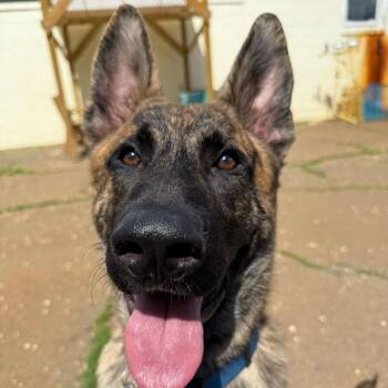 Shepherd Dogs Available for Adoption in Fairfax Station, Virginia - Gator | PetCurious