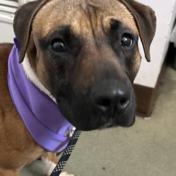 Scout -  Pit Bull Terrier Dog for Adoption in Buffalo, New York - Scout | PetCurious