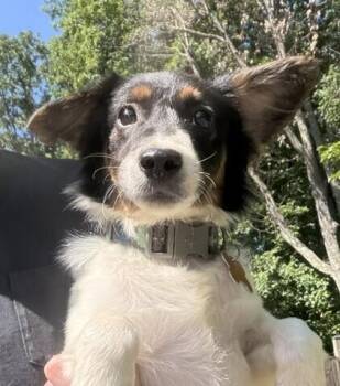 Pup Jazzy -  Australian Shepherd and Spaniel Dog for Adoption in Washington, District Of Columbia - Pup Jazzy | PetCurious