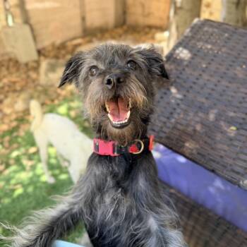 Twiggy -  Mixed Breed Dog for Adoption in Pacific Grove, California - Twiggy | PetCurious