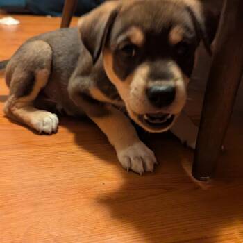 Totoro -  Mixed Breed Dog for Adoption in Buffalo, Minnesota - Totoro | PetCurious