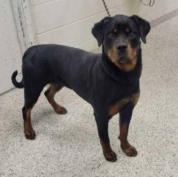 Kiva -  Rottweiler and Mixed Breed Dog for Adoption in Kansas City, Missouri - Kiva | PetCurious