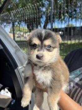 A378343 -  German Shepherd Dog Dog for Adoption in Stockton, California - A378343 | PetCurious