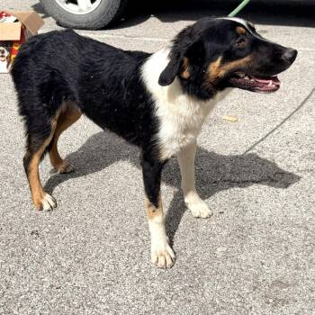 Hannibal -  Australian Shepherd and Mixed Breed Dog for Adoption in Warrensburg, Missouri - Hannibal | PetCurious