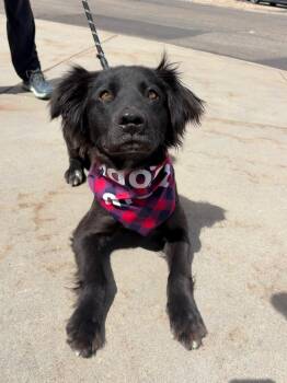 Retriever Dogs Available for Adoption - Alegria | PetCurious