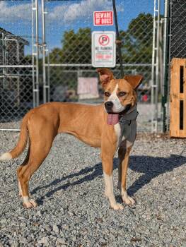 Layla -  Mixed Breed Dog for Adoption in Huntsville, Alabama - Layla | PetCurious