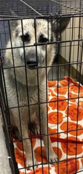 FERN -  German Shepherd Dog Dog for Adoption in Texas City, Texas - FERN | PetCurious