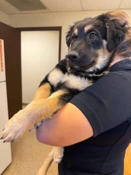 Ember -  Shepherd and Labrador Retriever Dog for Adoption in Gardnerville, Nevada - Ember | PetCurious