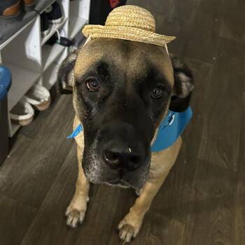 KC LEE -  Bullmastiff Dog for Adoption in San Antonio, Texas - KC LEE | PetCurious