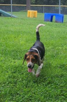 caesar -  Beagle and Mixed Breed Dog for Adoption in Mineral, Virginia - Caesar | PetCurious