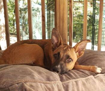 Rescue German Shepherd Dog Dogs for Adoption in Greeneville, Tennessee - Bo Duke (4mo PUPPY) | PetCurious