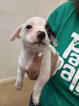 Spot -  Chihuahua and Miniature Pinscher Dog for Adoption in Gilberts, Illinois - Spot | PetCurious