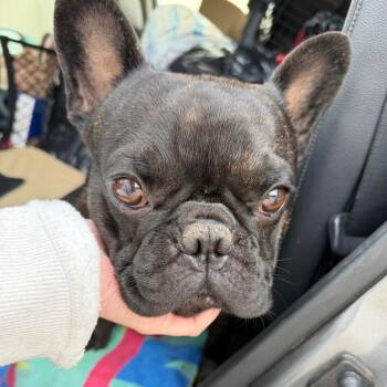 Byron C-34133 -  French Bulldog Dog for Adoption in Oklahoma City, Oklahoma - Byron C-34133 | PetCurious