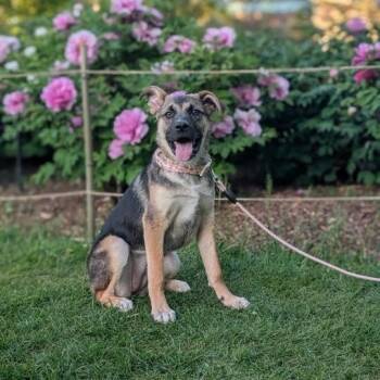 Rescue German Shepherd Dog and Shepherd Dogs for Adoption in New York, New York - Everywhere | PetCurious