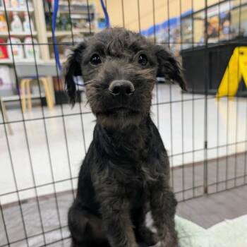 Seven OS NV -  Patterdale Terrier Fell Terrier Dog Available for Adoption in Las Vegas, Nevada - Seven OS NV | PetCurious