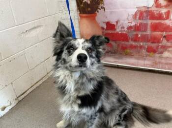 Australian Shepherd and Mixed Breed Dogs Available for Adoption in San Bernardino, California - LUCAS | PetCurious