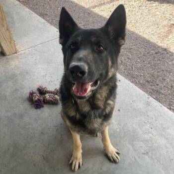 Ringo (26-358) -  German Shepherd Dog Dog for Adoption in New Ringgold, Pennsylvania - Ringo (26-358) | PetCurious
