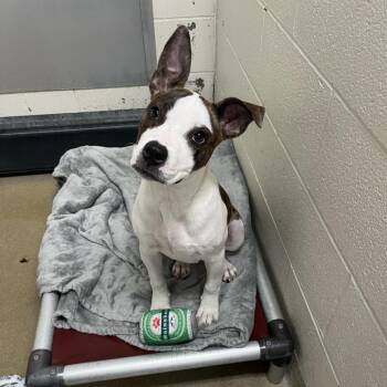 Stolo -  Pit Bull Terrier Dog Available for Adoption in Kansas City, Kansas - Stolo | PetCurious