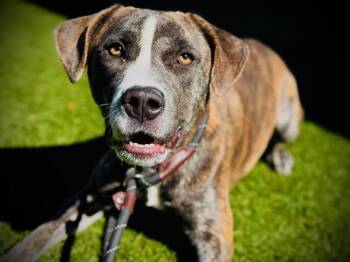 Pit Bull Terrier and Plott Hound Dogs Available for Adoption in Orlando, Florida - RIPLEY | PetCurious