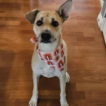 German Shepherd Dog Dogs Available for Adoption in Edmonton, Alberta - Lola | PetCurious
