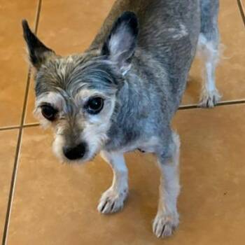 Dottie -  Miniature Schnauzer and Mixed Breed Dog for Adoption in Tempe, Arizona - Dottie | PetCurious