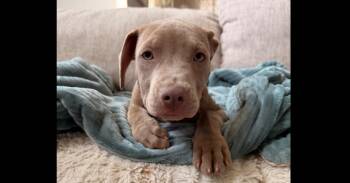 Diesel -  Labrador Retriever and Pit Bull Terrier Dog for Adoption in Denver, Colorado - Diesel | PetCurious