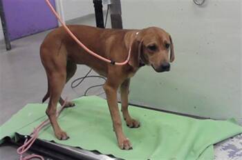 MANDY -  Redbone Coonhound and Mixed Breed Dog for Adoption in Houston, Texas - MANDY | PetCurious