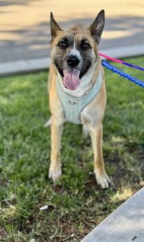 Rescue Carolina Dog and Belgian Shepherd Malinois Dogs for Adoption in Tracy, California - Riesling | PetCurious