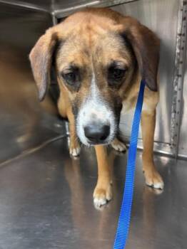 Foxhound and Mixed Breed Dogs Available for Adoption in Oklahoma City, Oklahoma - HAZEL | PetCurious