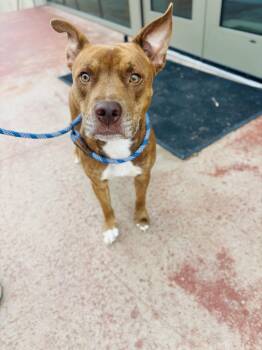 Red -  American Staffordshire Terrier Dog for Adoption in Rogers, Arkansas - Red | PetCurious