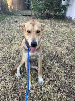 DARIUS -  Mixed Breed Dog for Adoption in Dallas, Texas - DARIUS | PetCurious