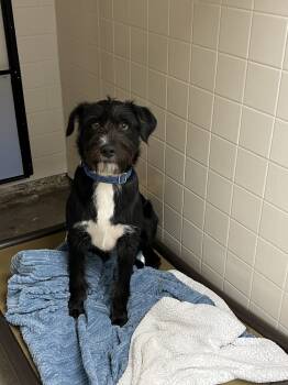 Rescue Schnauzer Dogs for Adoption in Oakdale, California - Franklin | PetCurious