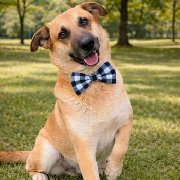 German Shepherd Dog Dogs Available for Adoption in Lucas, Texas - WAFFLE GS | PetCurious